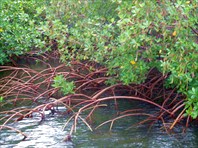 А вот это и есть мангровые заросли